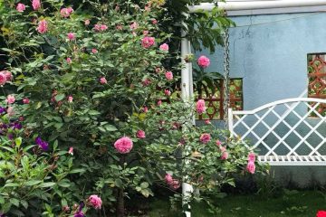 Triệu đóa hồng khoe sắc trong khu vườn 600m2 của cô giáo dạy Văn ở Đà Lạt