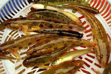 Cá bống – Món ăn, vị thuốc trị nhiều bệnh