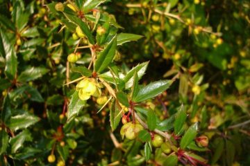 Chữa đau răng với cây hoàng mộc