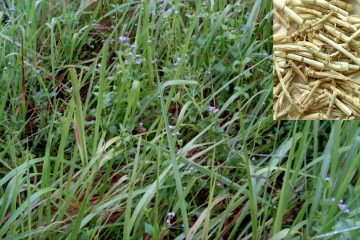 Rễ cỏ tranh – Vị thuốc thanh nhiệt, lợi tiểu