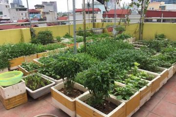 Đã mắt với vườn rau trong thùng xốp ăn không xuể của mẹ đảm Hà thành