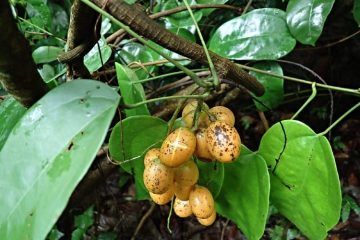 Hoàng đằng và tác dụng chữa bệnh