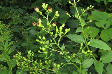 Tác dụng chữa bệnh của huyền sâm