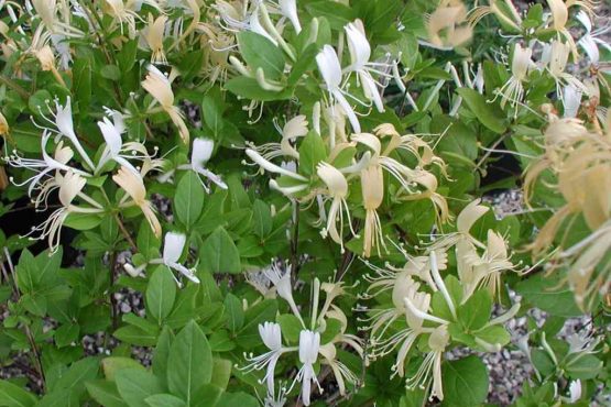 Kim ngân hoa – Vị thuốc quý trong Đông y