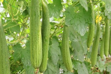 Quả mướp – Vị thuốc thanh nhiệt, hóa đàm