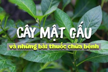 Tác dụng và cách dùng hiệu quả của cây mật gấu