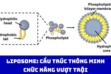 Liposome: Cấu trúc thông minh, chức năng vượt trội