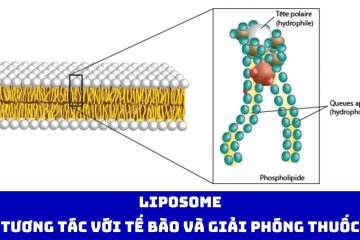 Liposome: Tương tác với tế bào và giải phóng thuốc