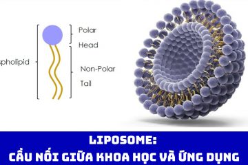 Liposome: Cầu nối giữa khoa học và ứng dụng